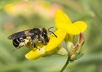 Biosphoto | 2410244 | Andrène des sables (Andrena wilkella) sur Lotier (Lotus corniculatus), abeilles solitaires, Parc naturel régional des Vosges du Nord, France | &copy; Michel Rauch / Biosphoto