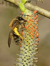 Biosphoto | 2133850 | Andrène des saules (Andrena praecox ) femelle sur Saule pourpre (Salix purpurea), Parc naturel régional des Vosges du Nord, France | &copy; Michel Rauch / Biosphoto