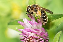 Biosphoto | 2448556 | Andrène du trèfle (Andrena labialis) femelle sur fleur de Trèfle (Trifolium sp), abeilles solitaires, Parc naturel régional des Vosges du Nord, France | &copy; Michel Rauch / Biosphoto