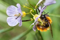Biosphoto | 2444114 | Andrène fauve (Andrena fulva) femelle sur fleur de Cardamine (Cardamine sp), abeilles solitaires Parc naturel régional des Vosges du Nord, France | &copy; Michel Rauch / Biosphoto
