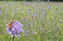 Biosphoto | 2444130 | Andrène marginée (Andrena marginata) femelle dans une prairie à Succise (Succisa pratensis), abeilles solitaires, Parc naturel régional des Vosges du Nord, France | &copy; Michel Rauch / Biosphoto