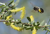 Biosphoto | 2394460 | Andrène vague (Andrena vaga) femelle récoltant du pollen sur les chatons de saule, Parc naturel régional des Vosges du Nord, France | &copy; Michel Rauch / Biosphoto