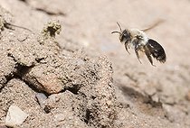 Biosphoto | 2133855 | Andrène vague (Andrena vaga) femelle rentrant dans sa galerie dans une sablière, Parc naturel régional des Vosges du Nord, France | &copy; Michel Rauch / Biosphoto