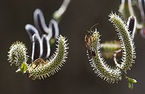 Biosphoto | 2462375 | Andrènes (Andrena labialis) sur chatons de saule Parc naturel régional des Vosges du Nord, France | &copy; Michel Rauch / Biosphoto