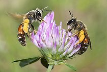 Biosphoto | 2408861 | Andrènes de Schenck (Andrena schencki) sur Trèfle (Trofolium sp), abeilles solitaires, Parc naturel régional des Vosges du Nord, France | &copy; Michel Rauch / Biosphoto