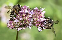 Biosphoto | 2419801 | Andrènes des sables (Andrena denticulata) sur Marjolaine sauvage (Origanum vulgare), Parc naturel régional des Vosges du Nord, France | &copy; Michel Rauch / Biosphoto
