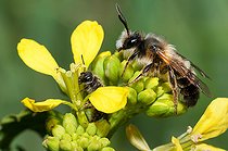 Biosphoto | 2444128 | Andrenid Bee (Andrena tscheki) male and Mining bee (Lasioglossum sp) on mustard flowers, solitary bees, Vosges du Nord Regional Natural Park, France | &copy; Michel Rauch / Biosphoto