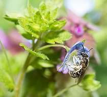 Biosphoto | 2444115 | Andrenid Bee (Andrena viridescens) female on Speedwell (Veronica sp.) flower, | &copy; Michel Rauch / Biosphoto