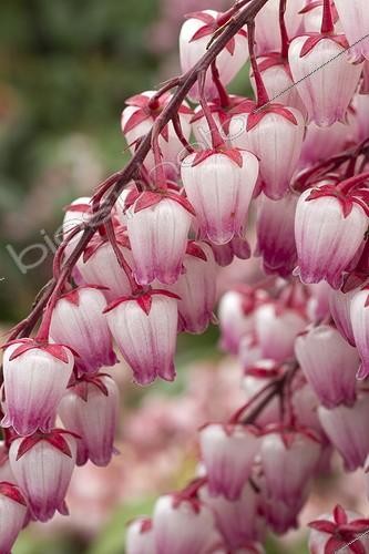 Biosphoto | 2075895 | Andromède du Japon 'Katsura' en fleur dans un jardin | &copy; Frédéric Tournay / Biosphoto