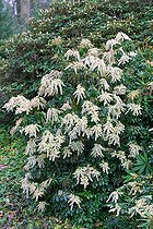 Biosphoto | 2142567 | Andromède du Japon (Pieris japonica) 'taiwanensis' in bloom in winter | &copy; Frédéric Didillon / Biosphoto