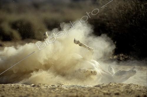 Biosphoto | 90414 | Ane de somalie se roulant Neguev Israël | &copy; Cyril Ruoso / Biosphoto