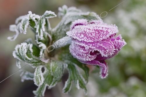 Biosphoto | 939140 | Anemone | &copy; Sue Kennedy / Flowerphotos / Biosphoto