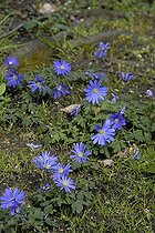 Biosphoto | 448088 | ANEMONE BLANDA | &copy; DIGIT images / Biosphoto