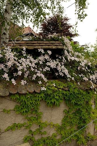 Biosphoto | 494653 | Anemone clematis in bloom Jardin de Lyne Alsace France | &copy; Claude Thouvenin / Biosphoto