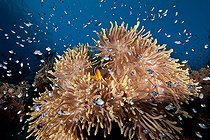 Biosphoto | 915630 | Anémone dans le PN Ras Mohammed Egypte | &copy; Pierre Lobel / Biosphoto