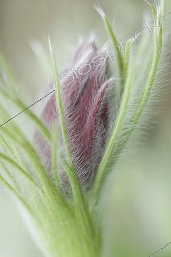 Biosphoto | 1261939 | Anémone des Alpes (Pulsatilla alpina) en bouton | &copy; Carol Sharp / Flowerphotos / Biosphoto