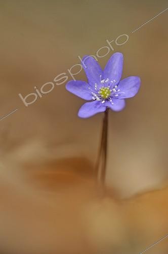 Biosphoto | 1623976 | Anémone hépatique violette en fleur Lorraine France | &copy; Robin Monchâtre / Biosphoto