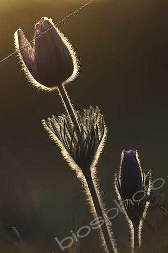 Biosphoto | 945157 | Anémone pulsatille en contre jour d'un coucher de soleil | &copy; Thierry Reminiac / Biosphoto