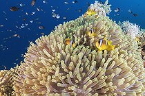 Biosphoto | 2583336 | Anemone whit twoband anemonefish (Amphiprion bicinctus). Reef fish. Ras Muhammad National Park (Sharm Al Sheikh - Raas Mohammed) and Tiran Strait. Sinai Peninsula. Red Sea, Egypt. | &copy; Sergio Hanquet / Biosphoto