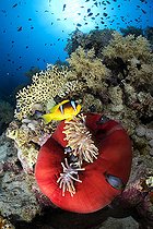 Biosphoto | 2583331 | Anemone with twoband anemonefish (Amphiprion bicinctus). Reef fish. Ras Muhammad National Park (Sharm Al Sheikh - Raas Mohammed) and Tiran Strait. Sinai Peninsula. Red Sea, Egypt. | &copy; Sergio Hanquet / Biosphoto