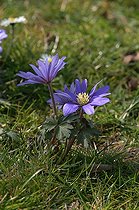 Biosphoto | 86381 | Anemones 'Blue Shade' in april | &copy; Frédéric Didillon / Biosphoto