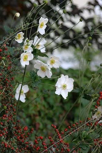 Biosphoto | 1440662 | Anémones du Japon et Cotonéaster dans un jardin | &copy; Patricia Méaille / Biosphoto