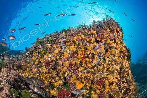 Biosphoto | 2601340 | Anémones encroûtantes jaunes (Parazoanthus axinellae) et Castagnoles (Chromis chromis) dans la rade de Villefranche, Alpes-Maritimes, France | &copy; Mathieu Foulquié / Biosphoto