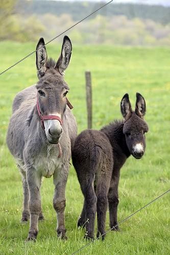 Biosphoto | 2018937 | Anesse et Anon dans un verger au printemps - France | &copy; Dominique Delfino / Biosphoto