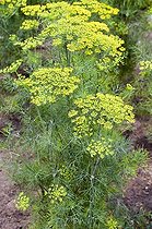Biosphoto | 444319 | ANETHUM GRAVEOLENS 'FERNLEAF' | &copy; DIGIT images / Biosphoto