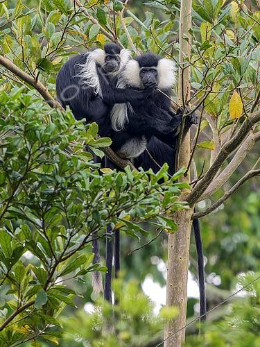 Biosphoto | 2608516 | Angola Colobus (Colobus angolensis), adult pair, Uganda | © Ignacio Yufera / Biosphoto
