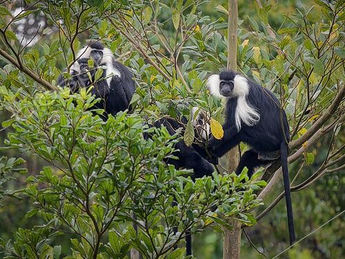 Biosphoto | 2608666 | Angola Colobus (Colobus angolensis), family group with young. Uganda | © Ignacio Yufera / Biosphoto
