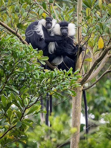 Biosphoto | 2608667 | Angola Colobus (Colobus angolensis), male and female. Uganda | © Ignacio Yufera / Biosphoto