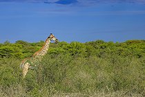 Biosphoto | 2601894 | Angola giraffe (Giraffa camelopardalis angolensis) in the savannah, Etosha National Park, Namibia, Africa | &copy; Alain Roux / Biosphoto