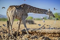 Biosphoto | 2495715 | Angolan giraffe (Giraffa camelopardalis angolensis) drinking at a waterhole, Etosha National Park, Namibia, Africa | &copy; Matthias Graben / imageBROKER / Biosphoto