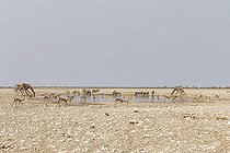 Biosphoto | 2593361 | Angolan giraffes (Giraffa camelopardalis angolensis), Impalas (Aepyceros melampus), Plains zebras (Equus quagga) at the waterhole, Etosha, Namibia | &copy; Christophe Ravier / Biosphoto