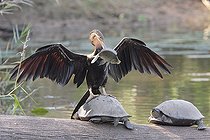 Biosphoto | 925059 | Anhinga roux perché sur une tortue après la pêche PN Kruger | &copy; J.-J. Alcalay & B. Marcon / Biosphoto