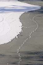 Biosphoto | 1251539 | Animal footprints in the snow and ice from the frozen canal | &copy; Dominique Delfino / Biosphoto