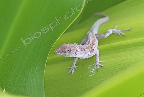 Biosphoto | 2086638 | Anole (Anolis marmoratus setosus) en période de mue, Guadeloupe. | &copy; André Pascal / Biosphoto