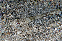 Biosphoto | 2608748 | Anoli de sable (Synodus dermatogenys), enfoui dans le sable, site de plongée du quai de ravitaillement de Cendana Pearl Farm, île de Waigeo, Raja Ampat, Papouasie occidentale, Indonésie. | &copy; Colin Marshall / Biosphoto
