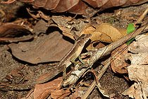 Biosphoto | 2395115 | Anolis (Norops oxylophus) au sol, Costa Rica | &copy; Jean-François Noblet / Biosphoto