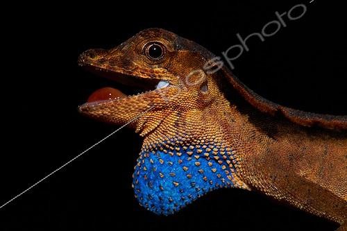 Biosphoto | 2018649 | Anolis d'Orton en défense - Nouragues Guyane Française | &copy; Quentin Martinez / Biosphoto