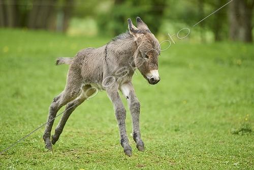 Biosphoto | 2422603 | Anon (Equus asinus asinus) s’ébattant dans un pré, Allemagne | &copy; David & Micha Sheldon / imageBROKER / Biosphoto