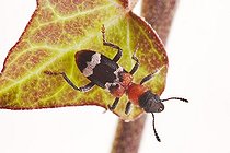 Biosphoto | 1489253 | Ant Beetle (Thanasimus formicarius) | &copy; Alfred Schauhuber / imageBROKER / Biosphoto