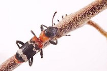 Biosphoto | 1491304 | Ant Beetle (Thanasimus formicarius) | &copy; Alfred Schauhuber / imageBROKER / Biosphoto