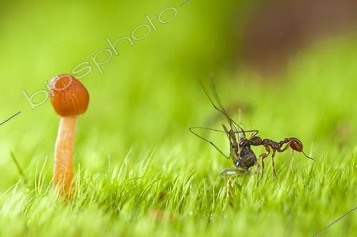 Biosphoto | 1900752 | Ant carrying a dead mosquito, Vosges, France | &copy; Stéphane Vitzthum / Biosphoto