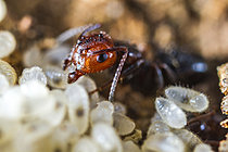 Biosphoto | 2621320 | Ant (Crematogaster scutellaris), Worker and eggs in the brood, Cévennes National Park, France | &copy; Philippe Lebeaux / Biosphoto