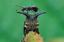 Biosphoto | 2391996 | Ant (Dolichoderus sp) climbing on top of horned treehopper (Leptocentrus sp) | &copy; Husni Che Ngah / Biosphoto