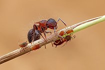 Biosphoto | 2391988 | Ant (Meranoplus sp.) tending aphids (Aphidoidea) on grass chute. | &copy; Husni Che Ngah / Biosphoto