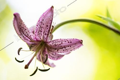 Biosphoto | 2616083 | Ant on Martagon lily flower (Lilium martagon), Bouxières-aux-Dames, Lorraine, France. | &copy; Stéphane Vitzthum / Biosphoto