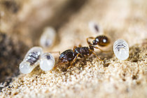 Biosphoto | 2621295 | Ant (Tetramorium caespitum) worker and eggs, Cévennes National Park, France. | &copy; Philippe Lebeaux / Biosphoto